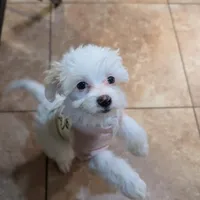 Mia, a female Chinese Crested for sale in Cleveland, OH – Photo 3 of 10