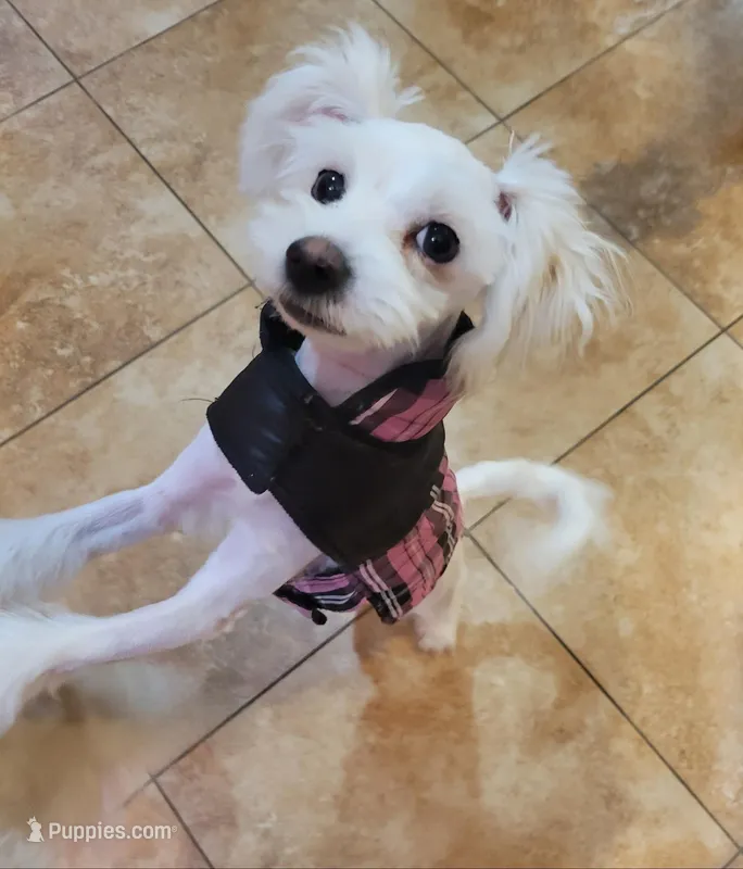 Mia – Chinese Crested puppy for sale in Cleveland, OH