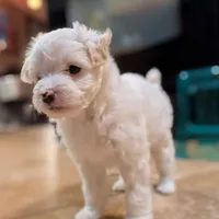 Mia, a female Chinese Crested for sale in Cleveland, OH – Photo 7 of 10