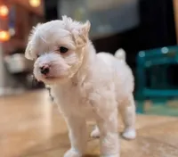 processed/e7323725-c39d-40ce-bd06-e74b2232e259/listing/a54aa57a-bd73-426d-8e43-13c1b16220c4/99bc37ae-bfff-4403-ba4b-7e1bbadd6015