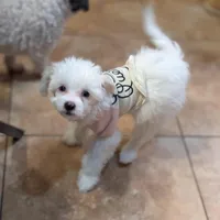 Mia, a female Chinese Crested for sale in Cleveland, OH – Photo 2 of 10