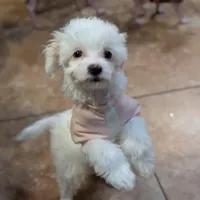 Mia, a female Chinese Crested for sale in Cleveland, OH – Photo 4 of 10