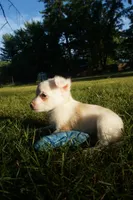Dottie, a female Chinese Crested for sale in Cleveland, OH – 4 of 4