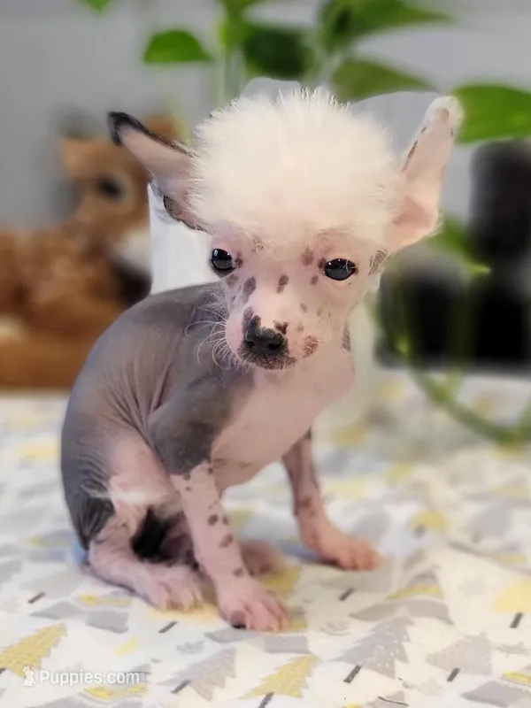 Pebbles – Chinese Crested puppy for sale in Cleveland, OH