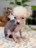 Pebbles, a male Chinese Crested for sale in Cleveland, OH – Photo 1 of 2