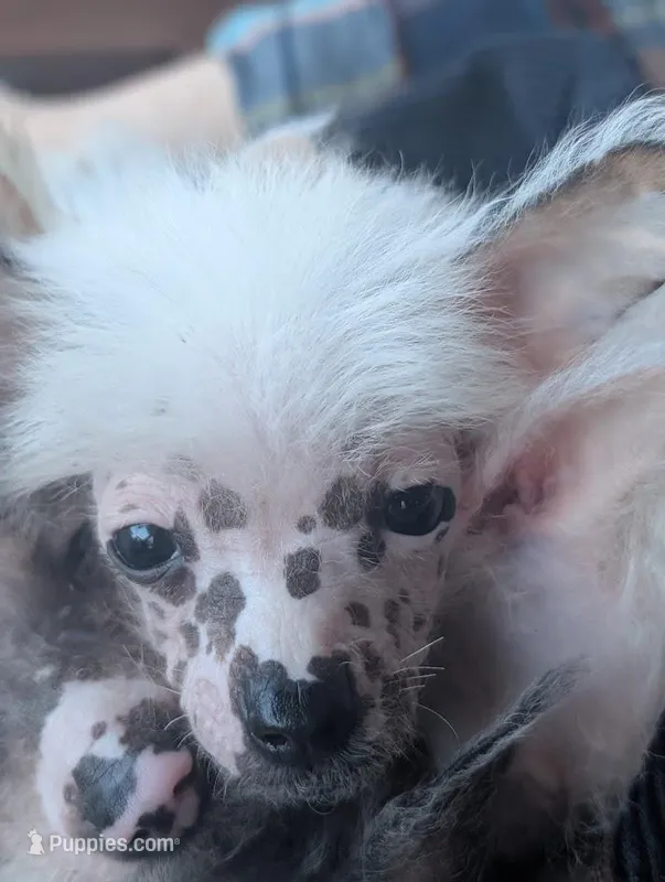 Pebbles – Chinese Crested puppy for sale in Cleveland, OH