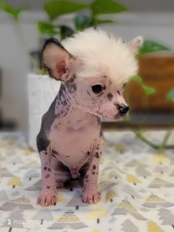 Pebbles – Chinese Crested puppy for sale in Cleveland, OH