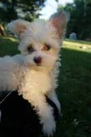 Lilly, a female Chinese Crested for sale in Cleveland, OH – 3 of 3