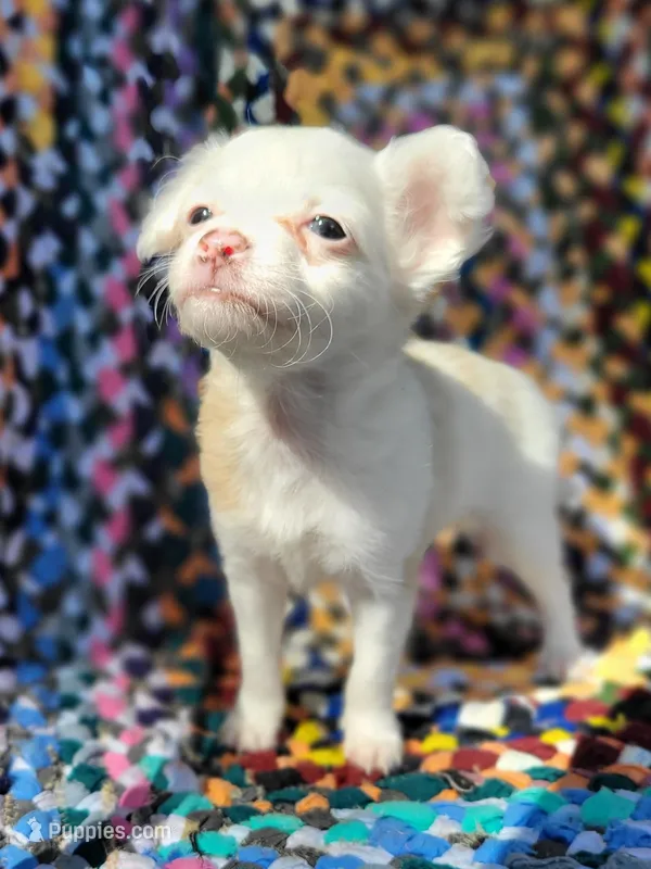 Dottie – Chinese Crested puppy for sale in Cleveland, OH