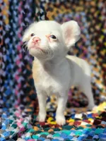 Dottie, a female Chinese Crested for sale in Cleveland, OH – 1 of 1