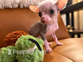 Hairless Chinese Crested named Bulldog – Chinese Crested puppy for sale in Cleveland, OH