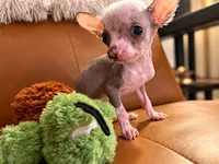 Hairless Chinese Crested named Bulldog, a male Chinese Crested for sale in Cleveland, OH – 1 of 2