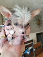 Beau, a male Chinese Crested for sale in Cleveland, OH – Photo 2 of 2