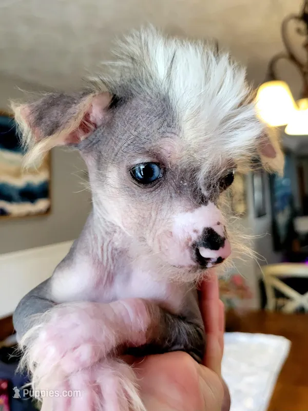 Beau – Chinese Crested puppy for sale in Cleveland, OH