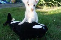 Dottie, a female Chinese Crested for sale in Cleveland, OH – 1 of 4