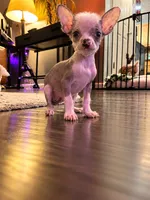 Hairless Chinese Crested named Bulldog, a male Chinese Crested for sale in Cleveland, OH – 2 of 2