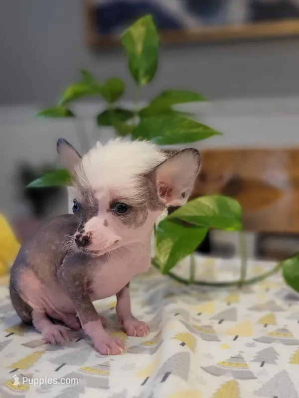 Pippin – Chinese Crested puppy for sale in Cleveland, OH