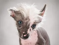 Pippin, a male Chinese Crested for sale in Cleveland, OH – Photo 2 of 2