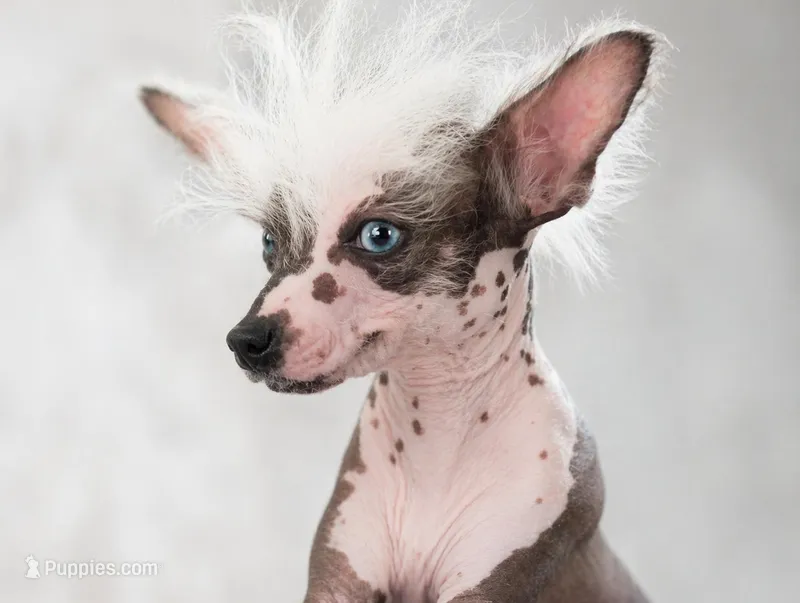 Pippin – Chinese Crested puppy for sale in Cleveland, OH