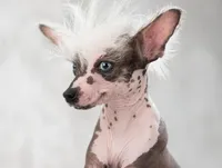 Pippin, a male Chinese Crested for sale in Cleveland, OH – Photo 1 of 2