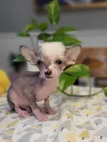 Pippin, a male Chinese Crested for sale in Cleveland, OH – Photo 1 of 2