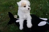 Bennie, a male Chinese Crested for sale in Cleveland, OH – 2 of 2