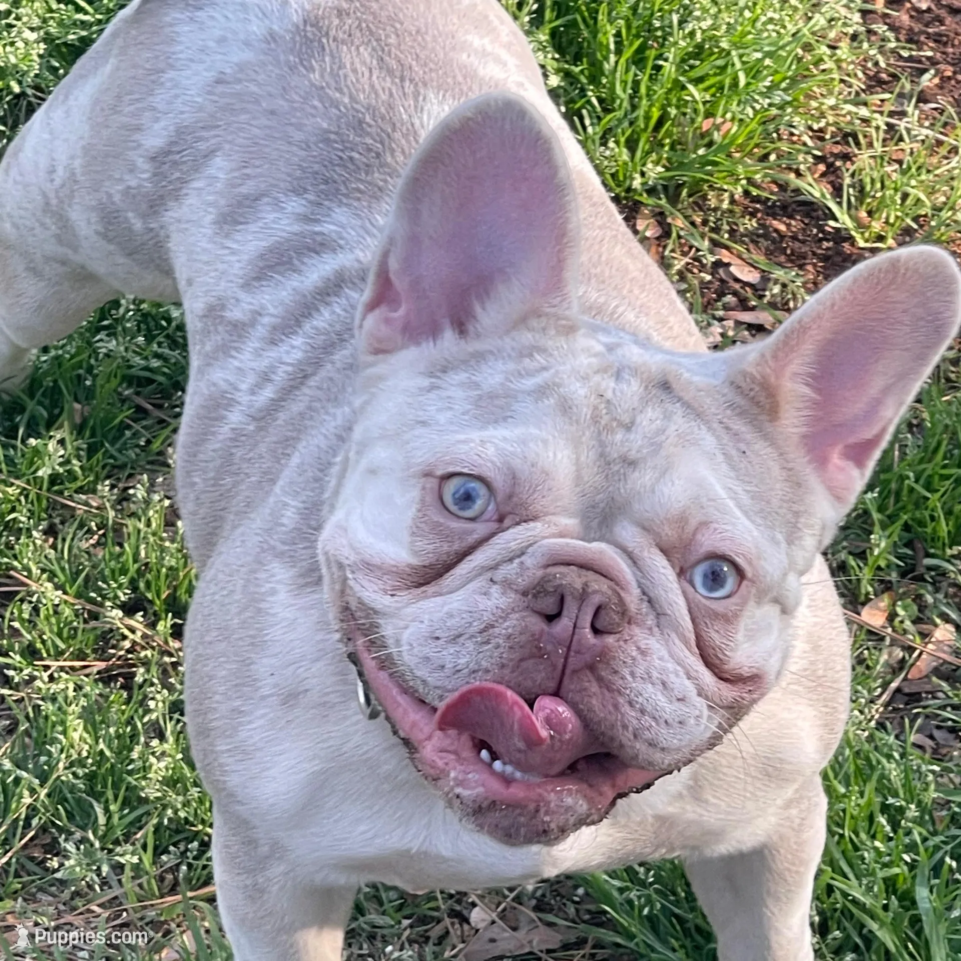 Drama Queen , a female French Bulldog for sale in Newport News, VA – Photo 4 of 6
