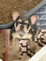 Drama Queen , a female French Bulldog for sale in Newport News, VA – Photo 3 of 6