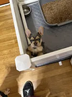 Drama Queen , a female French Bulldog for sale in Newport News, VA – Photo 5 of 6