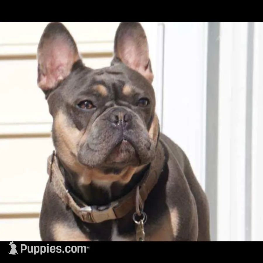 Drama Queen , a female French Bulldog for sale in Newport News, VA – Photo 2 of 6
