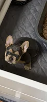 Drama Queen , a female French Bulldog for sale in Newport News, VA – Photo 6 of 6