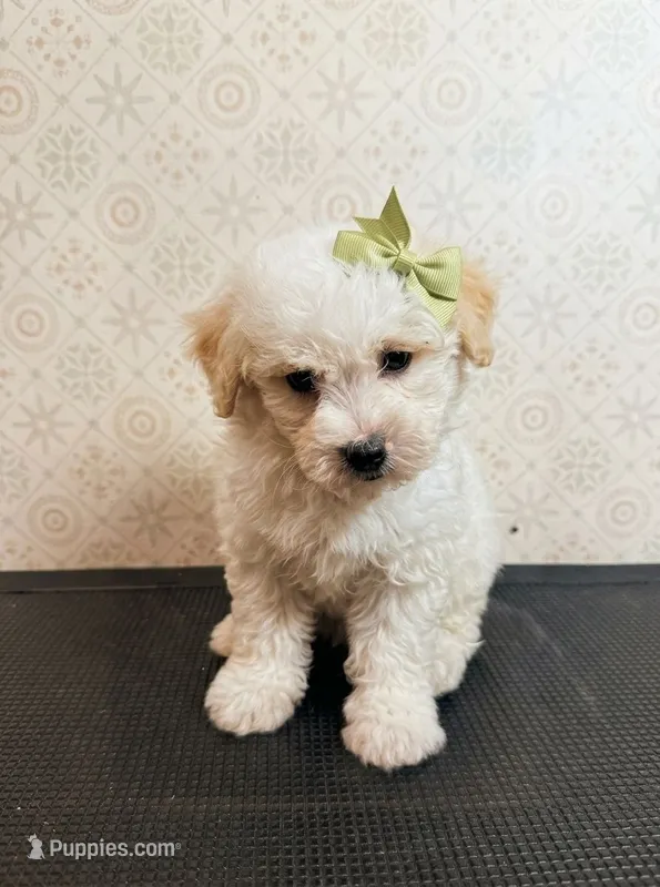 Lux – Maltipoo, Poodle - Toy  puppy for sale in Los Angeles, CA