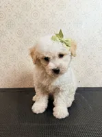 Lux, a male Maltipoo and Poodle - Toy  for sale in Los Angeles, CA – 1 of 1