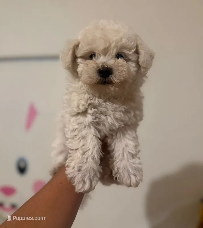 teddy – Maltipoo, Poodle - Toy  puppy for sale in Los Angeles, CA