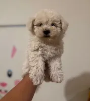 teddy, a male Maltipoo and Poodle - Toy  for sale in Los Angeles, CA – 1 of 1