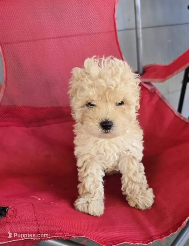 mike – Maltipoo, Poodle - Toy  puppy for sale in Los Angeles, CA