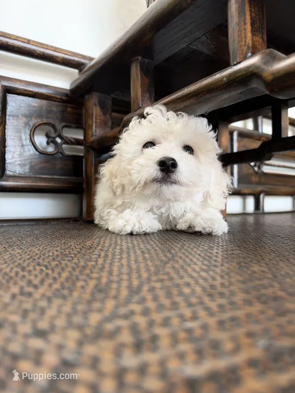 tobby – Bichon Frise puppy for sale in Chino, CA