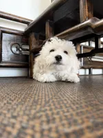 tobby, a male Bichon Frise for sale in Chino, CA – 1 of 5