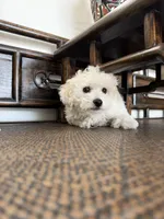 tobby, a male Bichon Frise for sale in Chino, CA – 2 of 5