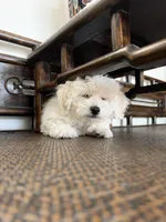 tobby, a male Bichon Frise for sale in Chino, CA – 3 of 5
