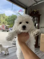 tobby, a male Bichon Frise for sale in Chino, CA – 4 of 5