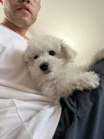 tobby, a male Bichon Frise for sale in Chino, CA – 5 of 5