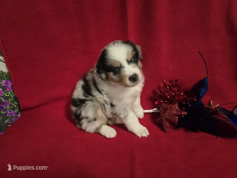 AKC Cinch  – Australian Shepherd puppy for sale in Lakeland, FL