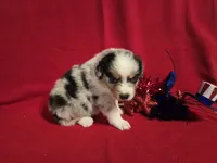 AKC Cinch , a male Australian Shepherd for sale in Lakeland, FL – 3 of 3