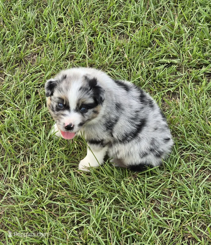 AKC flash – Australian Shepherd puppy for sale in Lakeland, FL