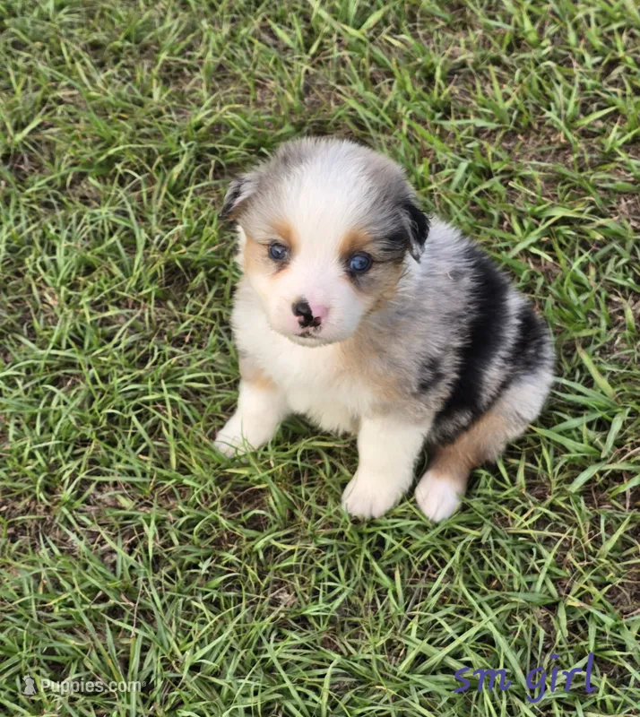 AKC Lucy – Australian Shepherd puppy for sale in Lakeland, FL