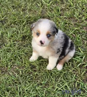 AKC Lucy, a male Australian Shepherd for sale in Lakeland, FL – 1 of 1