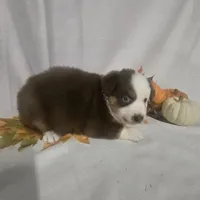 Jingle, a female Australian Shepherd for sale in Lakeland, FL – 1 of 1