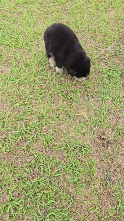 AKC Cinch , a male Australian Shepherd for sale in Lakeland, FL – 3 of 3