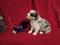 AKC Cinch , a male Australian Shepherd for sale in Lakeland, FL – 2 of 3